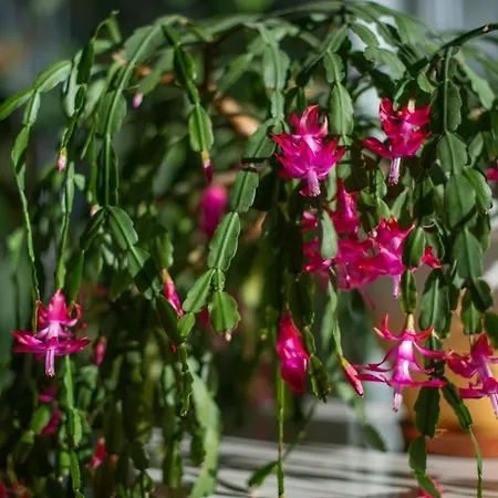 Gile In Center Druskininkai