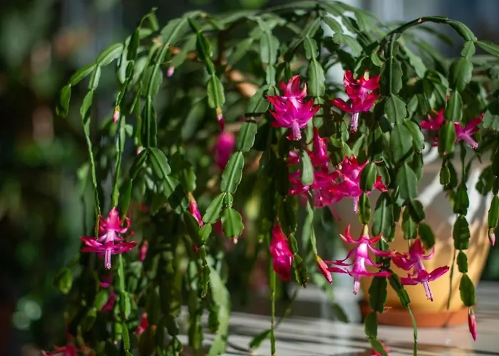 Gile In Center Druskininkai